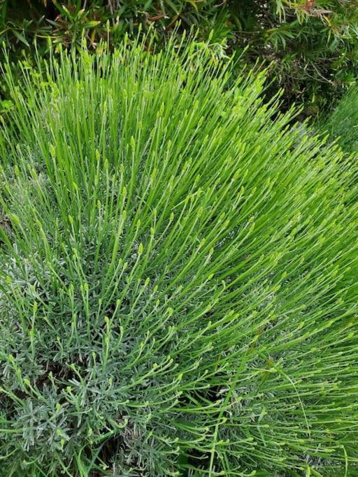 Reve En Luberon Lauris
