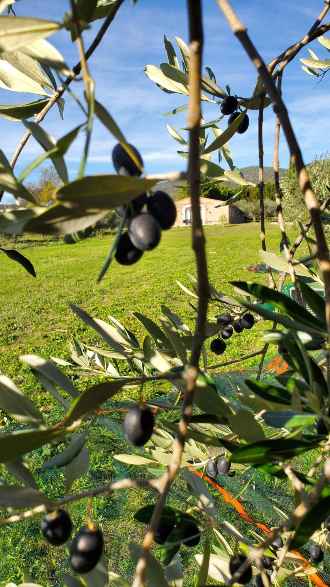 Reve En Luberon *
